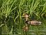 Svasso piccolo (Podiceps nigricollis) © Nicola Romeo Arena