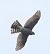 Sparviere (Accipiter nisus) © Christian Kofler