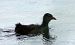 Gallinella d'acqua (Gallinula chloropus) © Christian Kofler