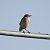 Northern Wheatear (Oenanthe oenanthe) © Luca Milione