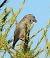 Crociere (Loxia curvirostra) © Tiziana Ciaghi