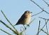 Stiaccino (Saxicola rubetra) © Tiziana Ciaghi
