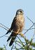 Gheppio (Falco tinnunculus) © Tiziana Ciaghi