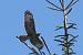 Poiana (Buteo buteo) © Tiziana Ciaghi