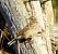 Spioncello (Anthus spinoletta) © Tiziana Ciaghi