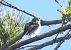 Balia nera (Ficedula hypoleuca) © Tiziana Ciaghi