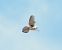 Gheppio (Falco tinnunculus) © Tiziana Ciaghi