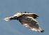 Poiana (Buteo buteo) © Tiziana Ciaghi