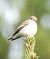 Balia nera (Ficedula hypoleuca) © Tiziana Ciaghi