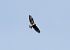 Poiana (Buteo buteo) © Tiziana Ciaghi