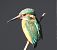 Martin pescatore (Alcedo atthis) © Tiziana Ciaghi