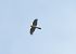 Sparviere (Accipiter nisus) © Tiziana Ciaghi