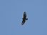 Poiana (Buteo buteo) © Roberto Brembilla