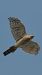 Sparviere (Accipiter nisus) © Simona Corbellini