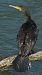 Cormorano (Phalacrocorax carbo) © Simona Corbellini