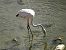 Fenicottero (Phoenicopterus roseus) © Horst Schlüter