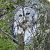 Allocco (Strix aluco) © Mario Morandi