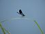 Calopteryx splendens  - Laura Falcinelli