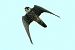 Lodolaio (Falco subbuteo) © Pier Paolo Piciucco