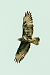 Poiana (Buteo buteo) © Pier Paolo Piciucco