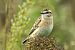 Stiaccino (Saxicola rubetra) © Pier Paolo Piciucco