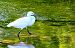 Garzetta (Egretta garzetta) © Angelo Matteucci