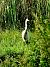 Airone bianco (Ardea alba) © Angelo Matteucci