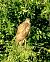 Poiana (Buteo buteo) © Angelo Matteucci