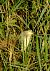 Nitticora (Nycticorax nycticorax) © Angelo Matteucci