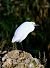 Garzetta (Egretta garzetta) © Angelo Matteucci
