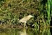 Nitticora (Nycticorax nycticorax) © Angelo Matteucci