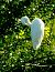 Airone bianco (Ardea alba) © Angelo Matteucci