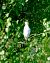 Garzetta (Egretta garzetta) © Angelo Matteucci