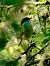 Cincia bigia (Poecile palustris) © Angelo Matteucci