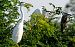Airone bianco (Ardea alba) © Angelo Matteucci
