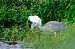 Airone cenerino (Ardea cinerea) © Angelo Matteucci
