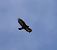 Golden Eagle (Aquila chrysaetos) © Denise Schneider