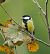Cinciallegra (Parus major) © Denise Schneider