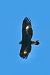 Aquila reale (Aquila chrysaetos) © Claudio Ciullo