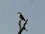 Traquet oreillard / noir et blanc (Oenanthe hispanica / melanoleuca) © Pucci Mario