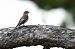 Balia nera (Ficedula hypoleuca) © Saba Cretti