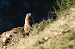 Marmotta (Marmota marmota) © Saba Cretti