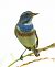 Bluethroat (Luscinia svecica) © Andrea Zappia