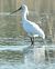 Spatola (Platalea leucorodia) © Andrea Zappia