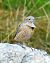 Codirossone (Monticola saxatilis) © Andrea Zappia