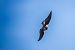 Sparviere (Accipiter nisus) © Pier Podavini