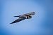 Lodolaio (Falco subbuteo) © Pier Podavini