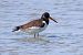 Beccaccia di mare (Haematopus ostralegus) © Maurizio Parenti