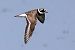 Sandregenpfeifer (Charadrius hiaticula) © Maurizio Parenti