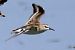 Zwergstrandläufer (Calidris minuta) © Maurizio Parenti